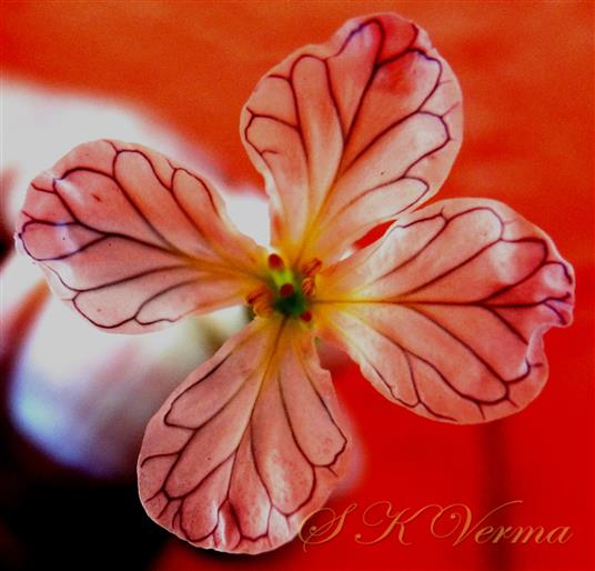  Venation of petals
